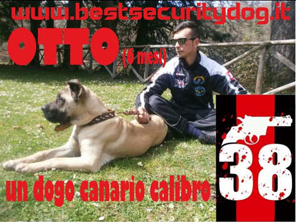 Otto dogo canario calibro 38 by BESTSECURITYDOG (7 mesi) - disarmo pistola - attacco