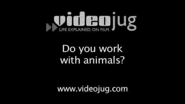 Do you work with animals?: Performing In Shows
