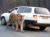 Siberian Tiger on the road. Амурский тигр на дороге .  To license this video contact info@lpe360.com