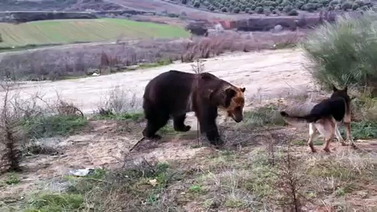 Dog attack Bear