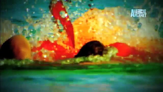 I'M ALIVE: Teen Survives Shark Attack