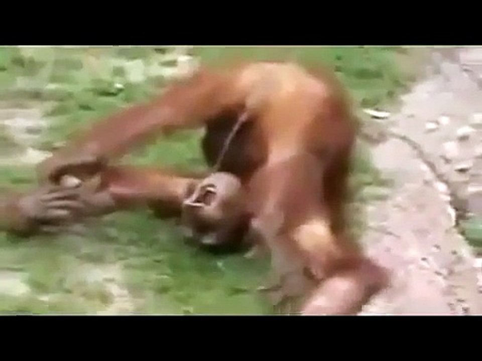 funniest Animals Distractions