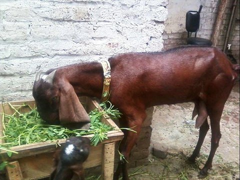 Bakri ka masla emergency Dr.Ashraf Sahibzada