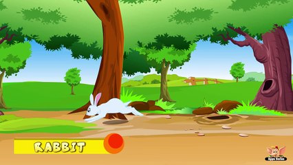 Animal Facts in Hindi - Rabbit