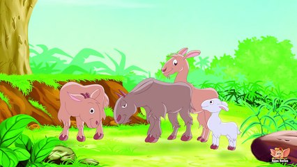 Animal Facts in Hindi - Goat