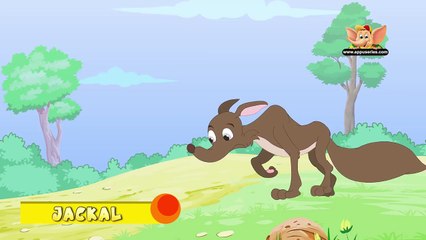 Animal Facts in Hindi - Jackal