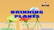 Learn Science through Home Experiments in Hindi - Drinking Plants