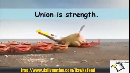 Interesting videos Compilation. includes Union is strength, Prade performance and Mother's love.