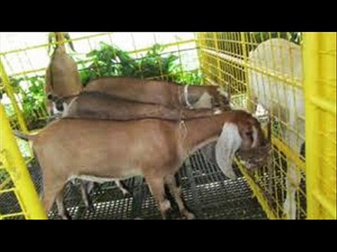 Goat farming tayarian iraday Manchester Dr.Ashraf Sahibzada