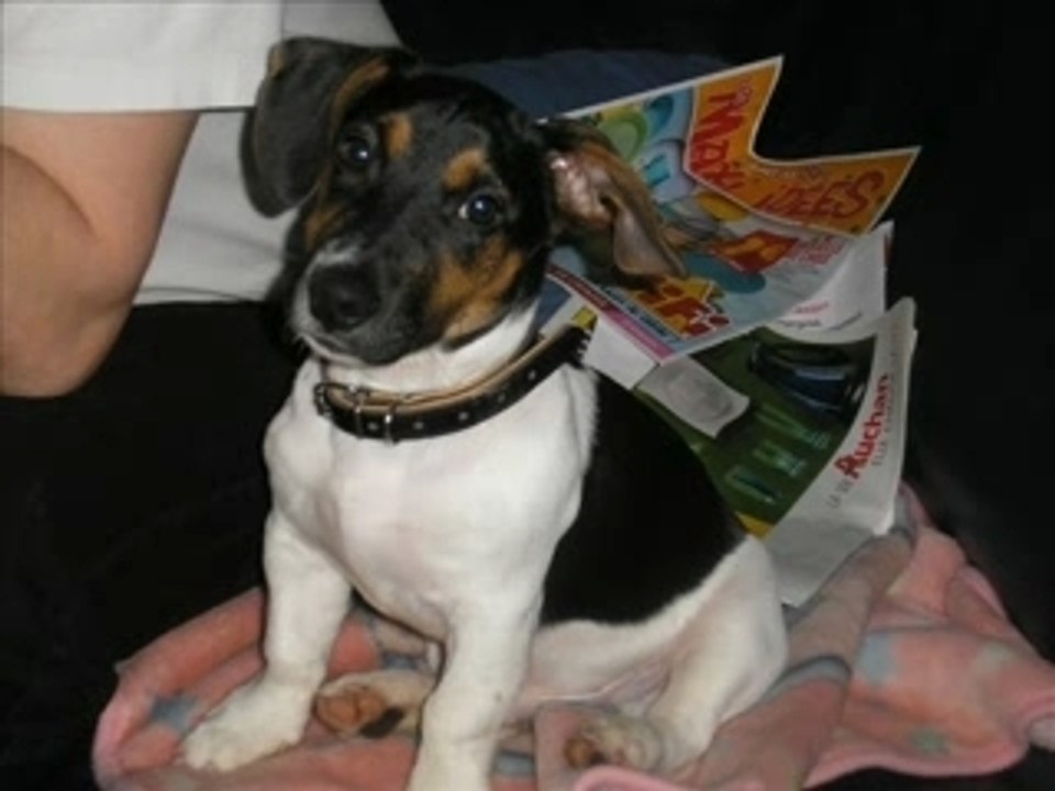 JACK RUSSEL