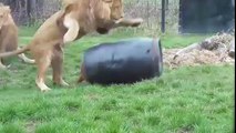 Greedy lion gets head stuck in barrel during feeding time at the zoo