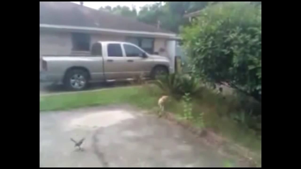 Bird vs Cat - The Translation