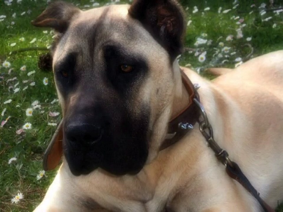 Otto, un dogo canario calibro 38 by www.bestsecuritydog.it - disarmo figurante armato di pistola.....