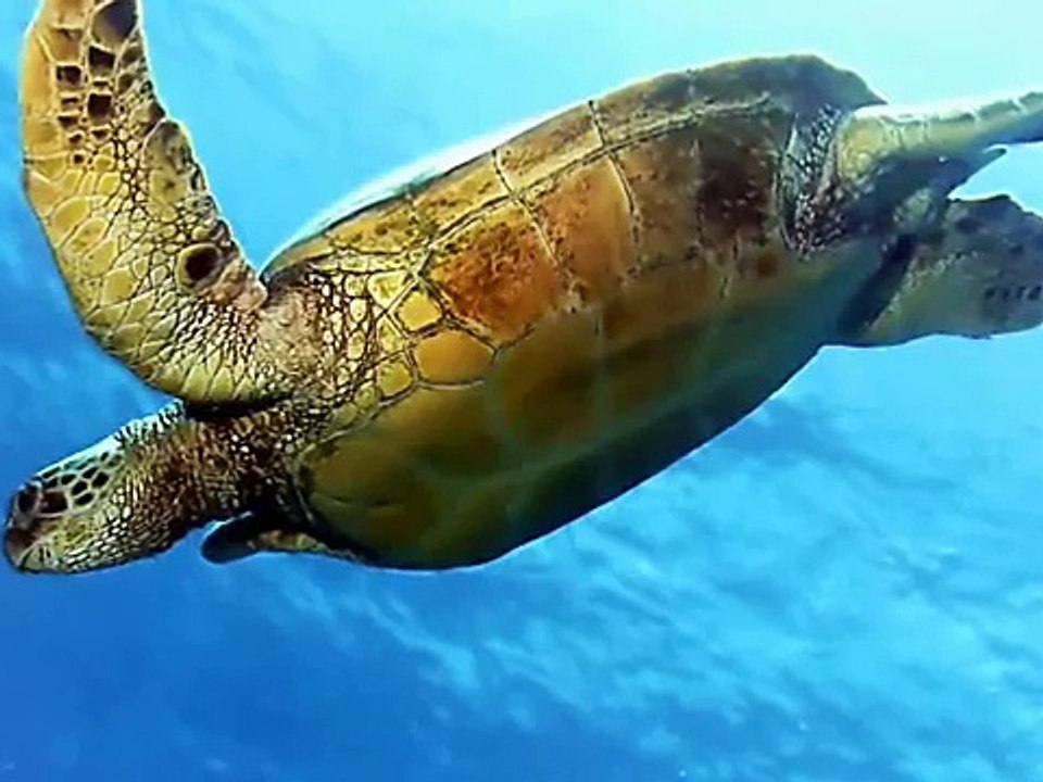 Top 10 Beautiful Animals