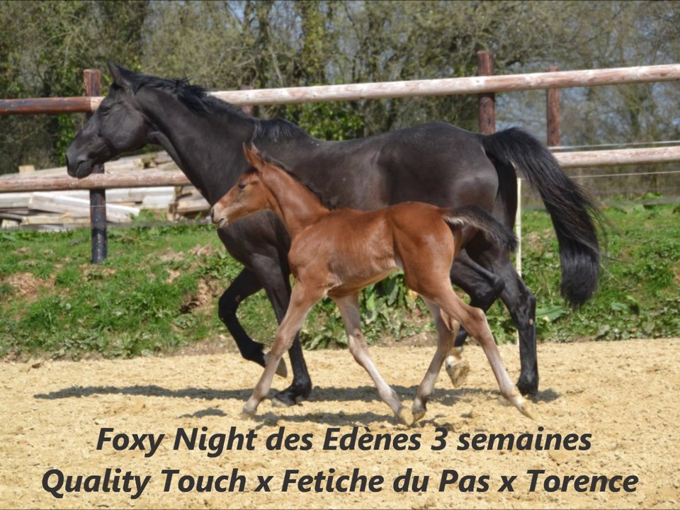 Foxy Night des Edènes 3 semaines