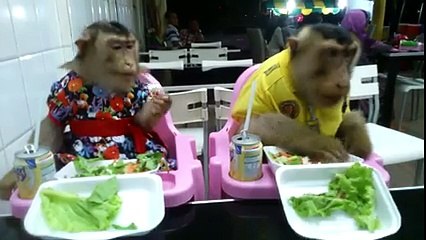 macacos a comer a mesa