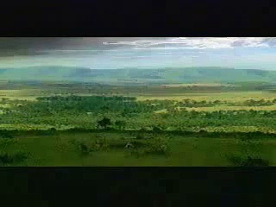 Impala Runs Into Tree
