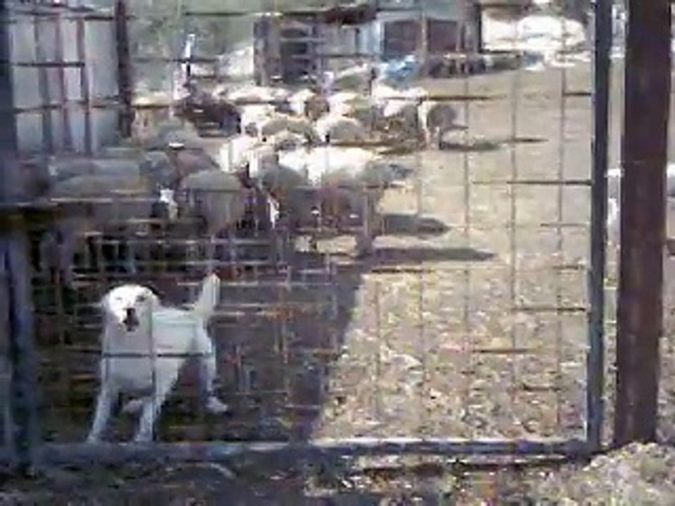 Pastore Abruzzese in campagna di Nonno Baffone a Macchia Libera - www.bestsecuritydog.it