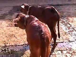 Buffalo Dairy Farm ,Lahore,Pakistan