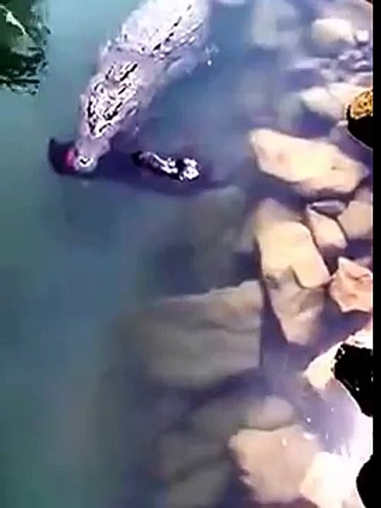 Cocodrilo en puerto Vallarta se come un perro