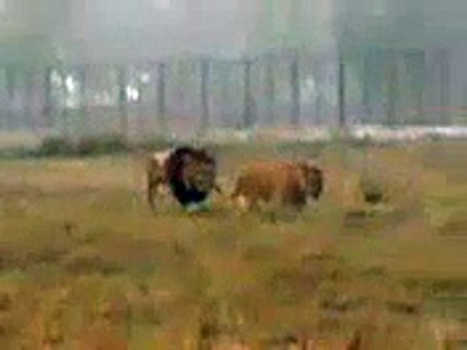 Lahore Wild Park By Mobi....3GP