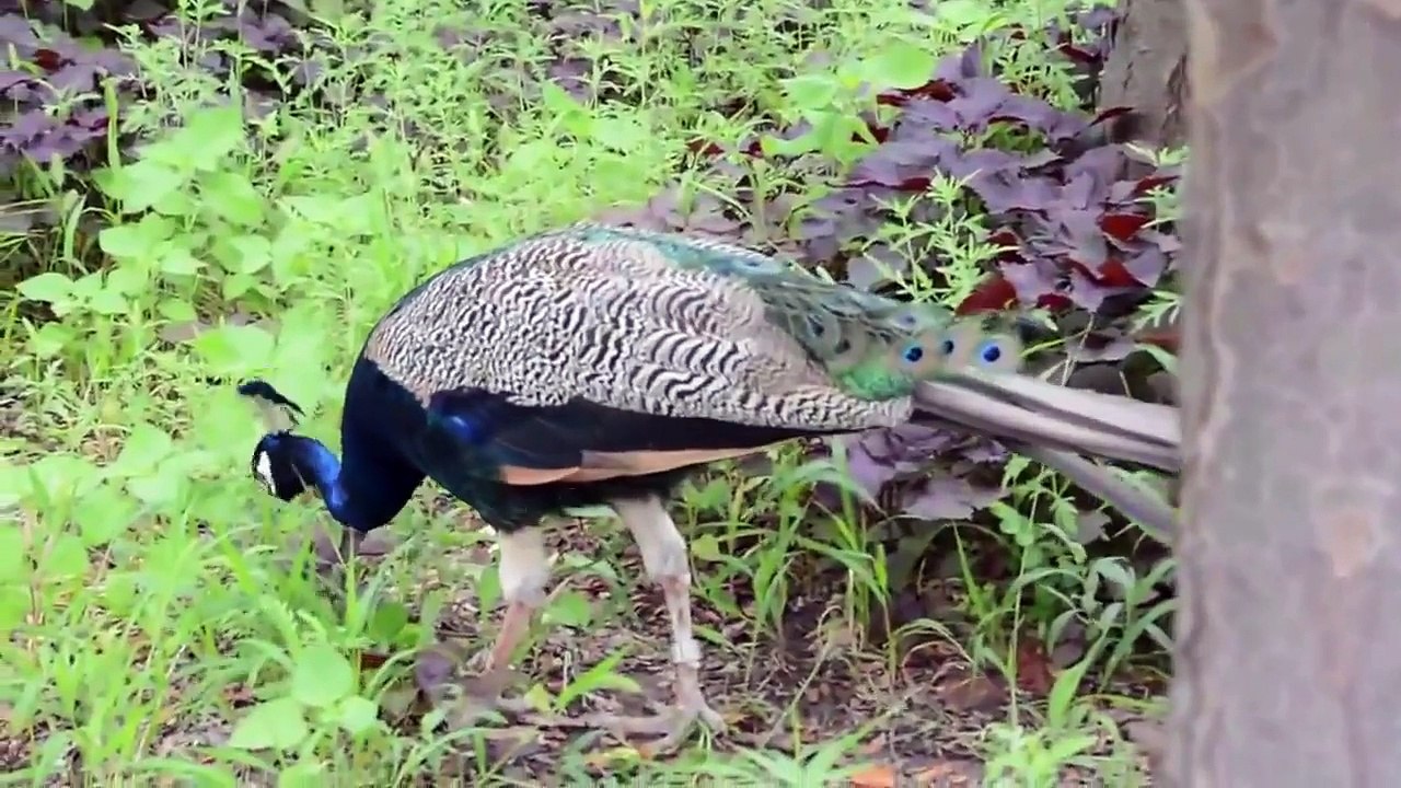 Zoo Animals Cute Animals Funny Animals An Amazing Zoo Trip