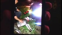 Chicago Firefighters & Paramedics Rescue & Revive 2 Dogs from House Fire