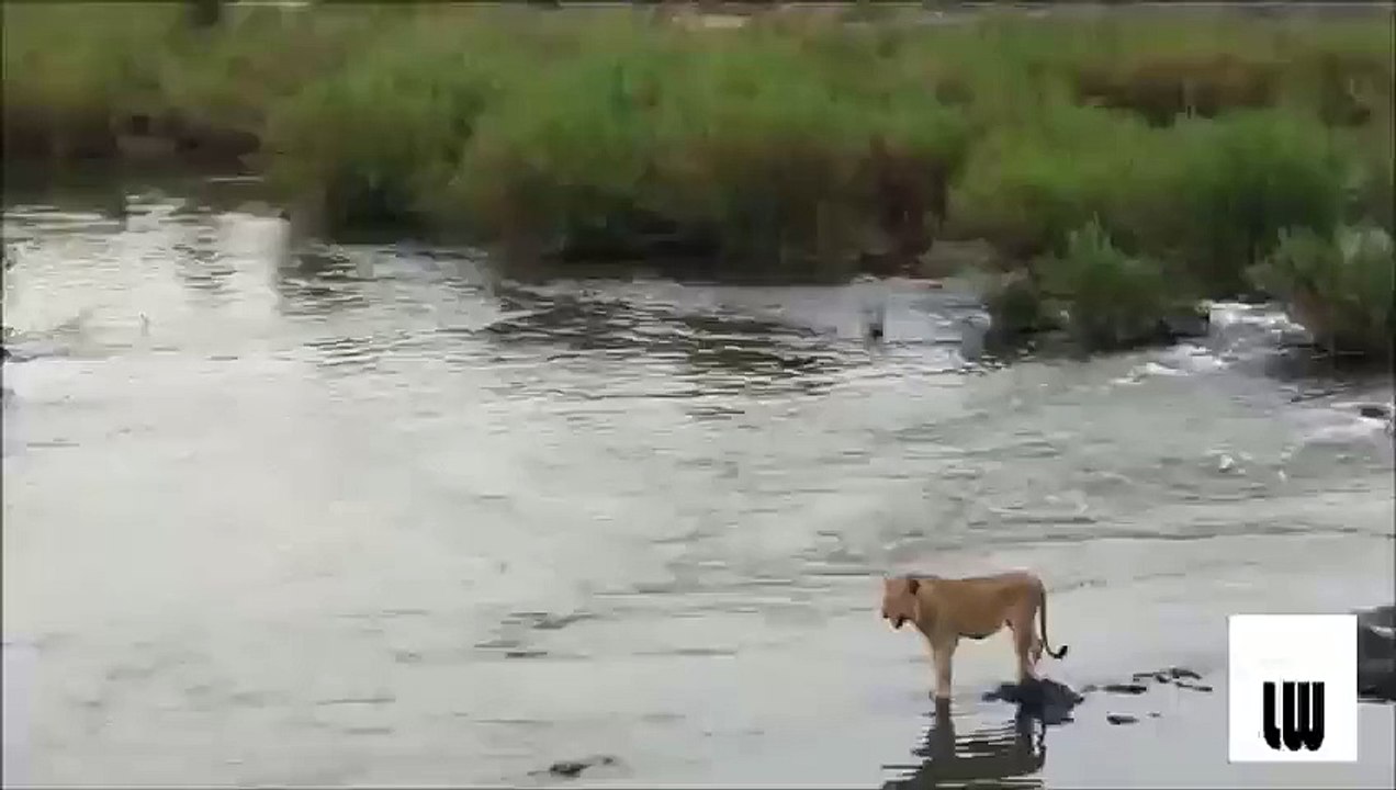 Crocodile attack
