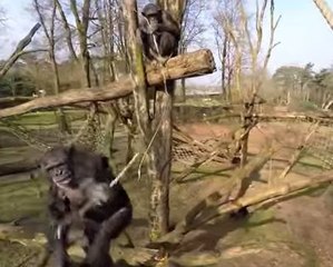 Chimpancé derriba un dron que lo espiaba en zoológico