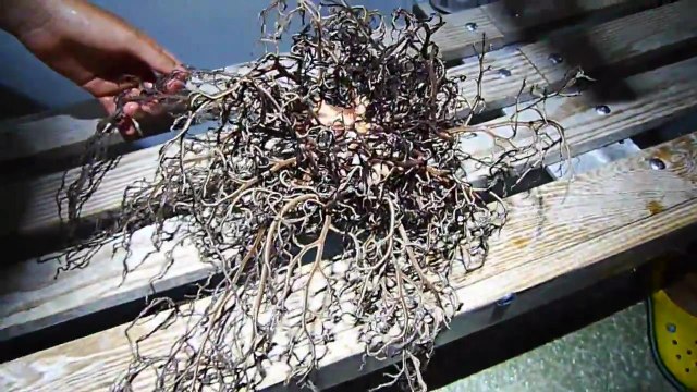 Странная рыба из океана