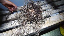 Странная рыба из океана