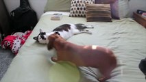 Adorable Cat Helps Calm Down Excited Dachshund