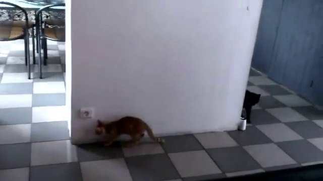 Deux chats jouent à cache cache