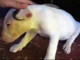 Bull Terrier Puppies - White Bull