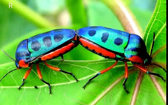 Monster Bug Wars - Bugs of Nightmares