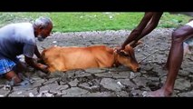 Bengali Farmers Help Cow to Get Out From Mud Watch It