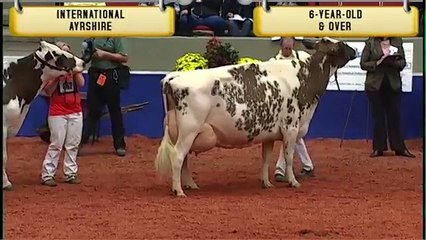 Ayrshire - Six-Year-Old Cow and Over