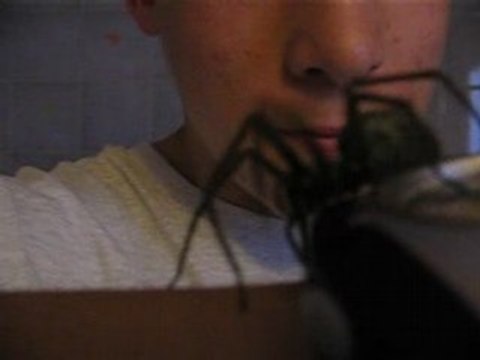 la petite bête qui monte, qui monte ...