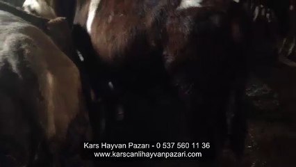 Murat Bakırhan Kars Hayvan Pazarı