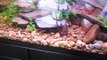 red eared slider turtle tank habitat 125 gal custom aquarium