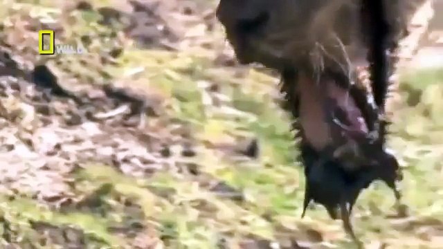 Documental de Leones - LEÓN SE CAE DEL BARRANCO - WILD National Geographic