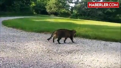 Minik sincap kediye kafa tuttu