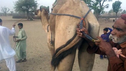 Thar: dying people in search of water