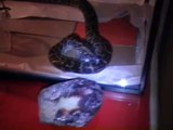 my lost pet;-( (Burmese Python molurus)