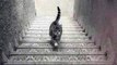 Illusion: ce chat monte et descend des escaliers