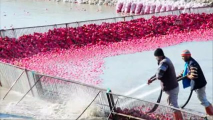 Turp, Bu Yıl Üreticisini Üzdü