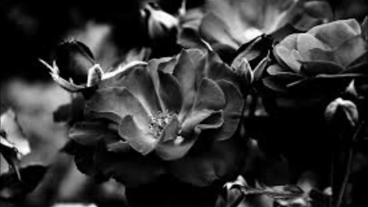 My Dying Bride - The Sexuality Of Bereavement