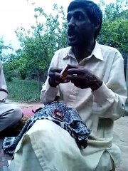 Very Nice Talent (Great Talent) Watch It