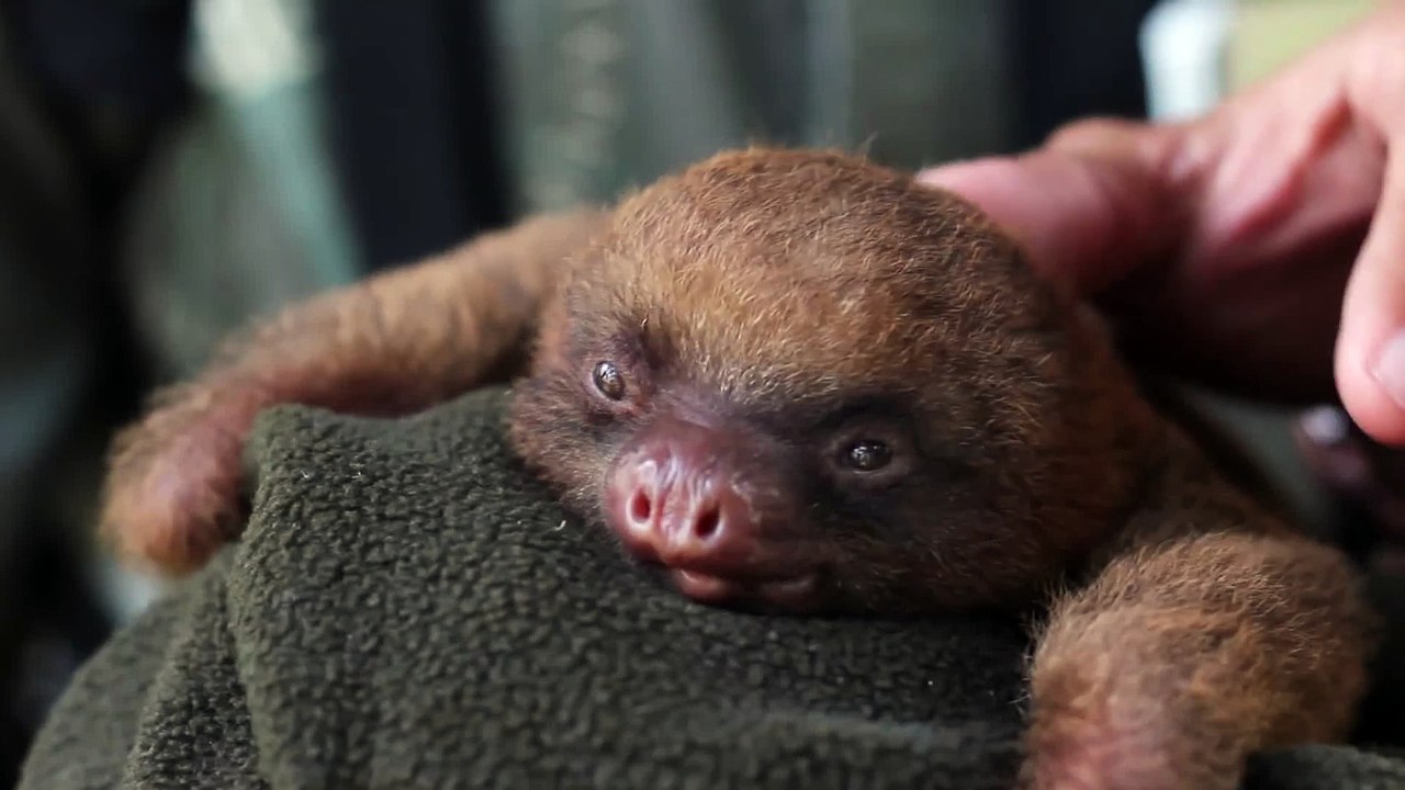 Adorable Baby Sloth Yawning