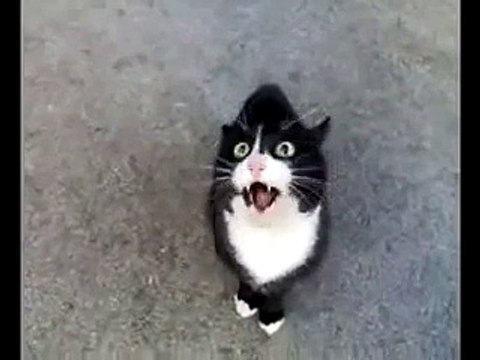 Angry Screaming Cat is Angry